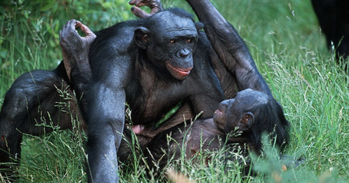 Спаривание 18. Бонобо обезьяна. Шимпанзе бонобо. Шимпанзе бонобо спаривание. Шимпанзе бонобо самец.